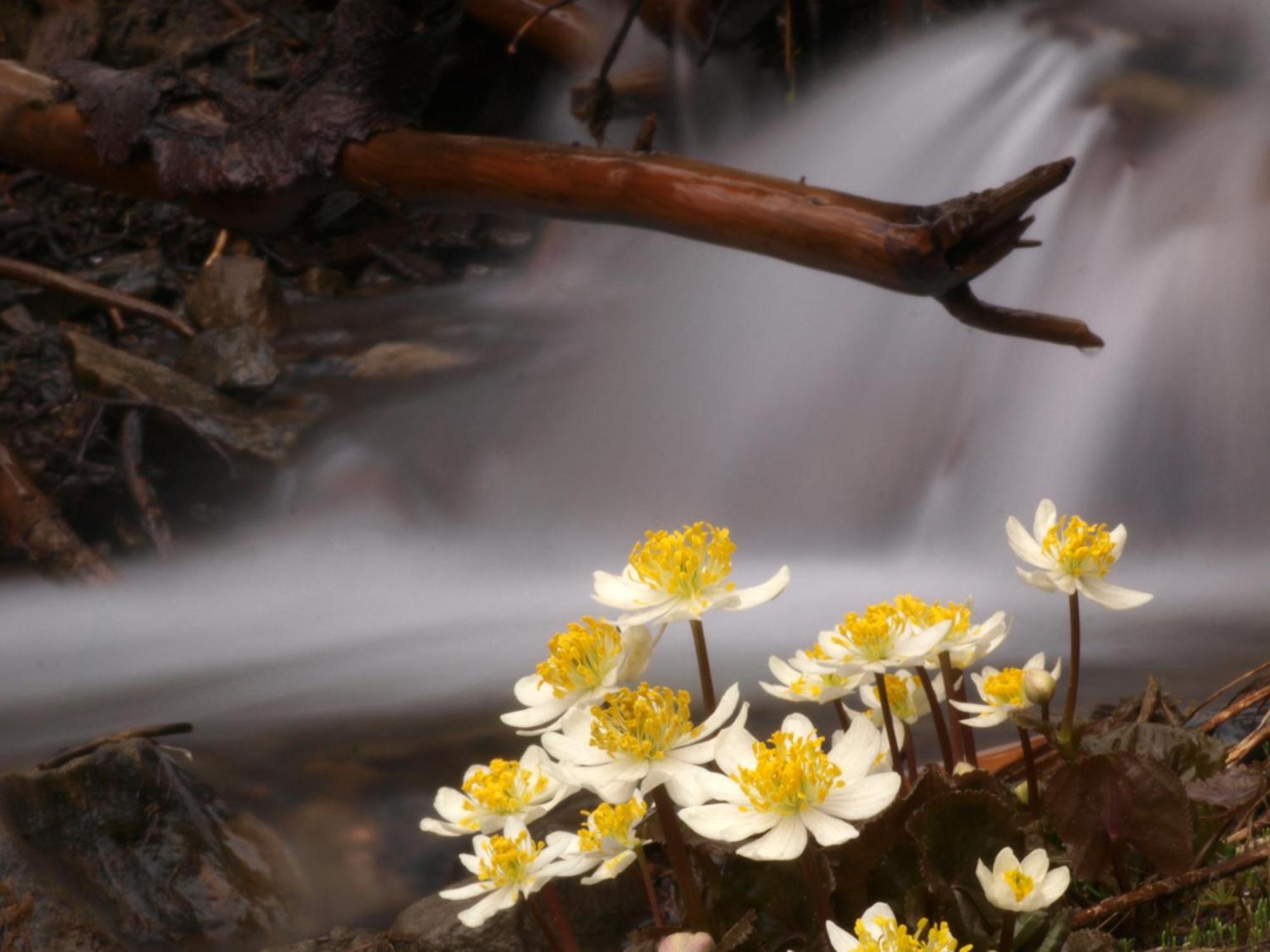 Sol Duc Hot Springs Resort Ovington Dış mekan fotoğraf